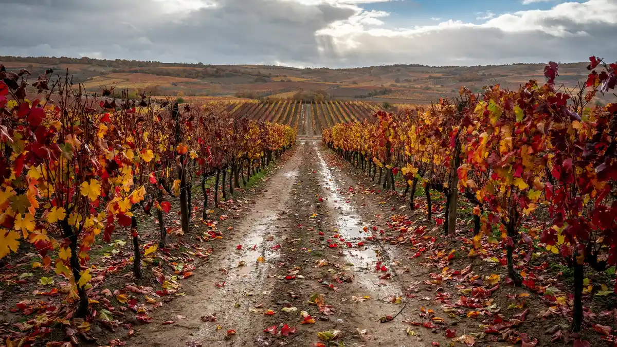 Hileras de una viña de la Rioja Alta en otoño, con las hojas rojizas y amarillas y un camino de tierra entre ellas