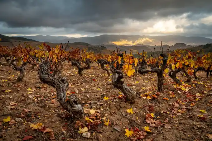 Viña de cepas viejas en la Rioja Alta en otoño, con las hojas amarillas y rojizas y un cielo de tormenta